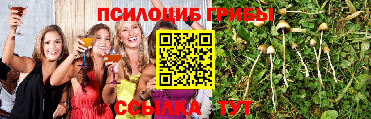 Псилоцибиновые грибы Psilocybe  Вход с VPN  Гусиноозёрск 